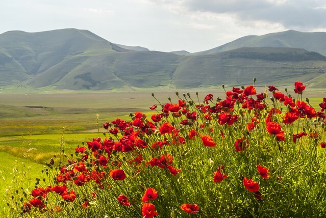 Castelluccio di Norcia (Perugia, Umbria, Italy) - Landscape in the Monti Sibillini Park at summer 2
